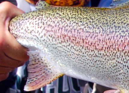 ¿Macho o Hembra? , Cómo identificar el sexo de sus truchas.