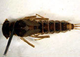 Macro-Invertebrados de la Patagonia chilena