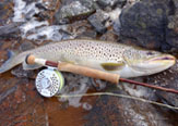 La Pesca Sea Trout en las Islas Malvinas