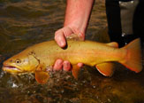 Experiencia de Pesca en Mendoza Argentina y Reflexiones Sobre su Pesca, la de Europa y la Nuestra.