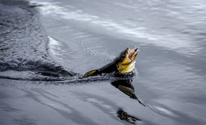 Lecciones de Pesca con Mosca en Chile