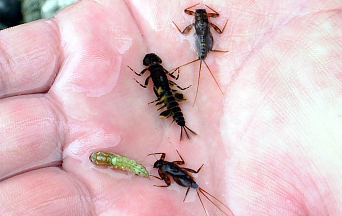 Imitaciones para un Mayfly de  "Isonychiidae - Isonychia".