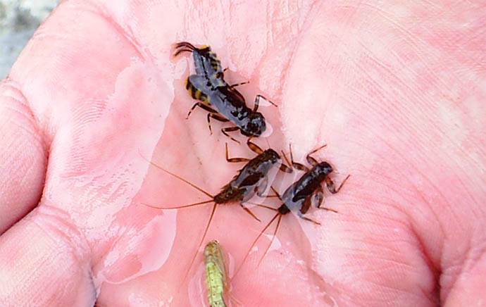 Imitaciones para un Mayfly de  "Isonychiidae - Isonychia".