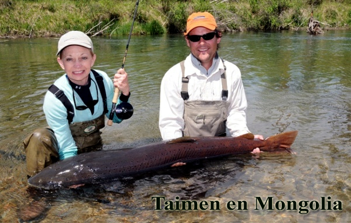 Taimen en Mongolia