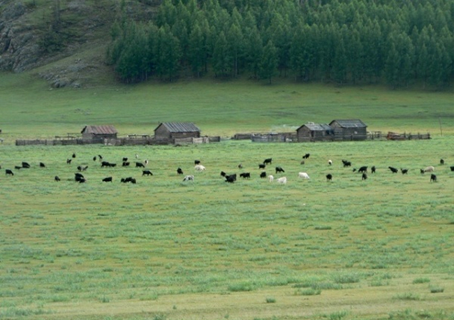 Taimen en Mongolia
