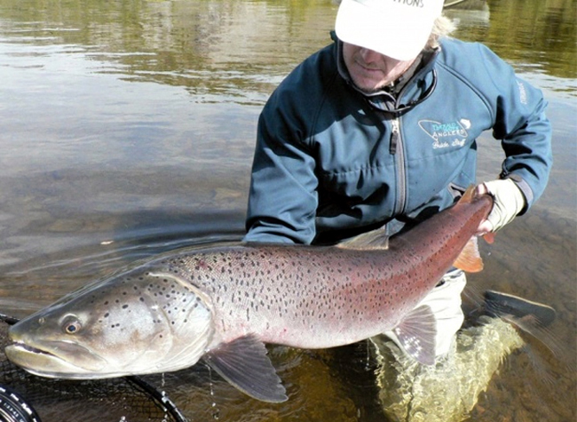 Taimen en Mongolia