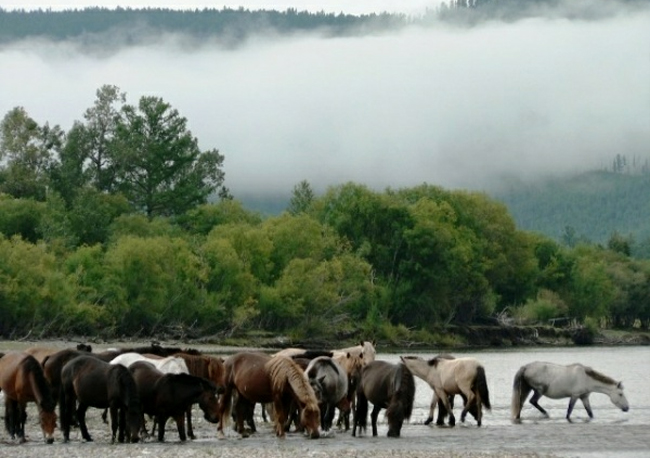 Taimen en Mongolia