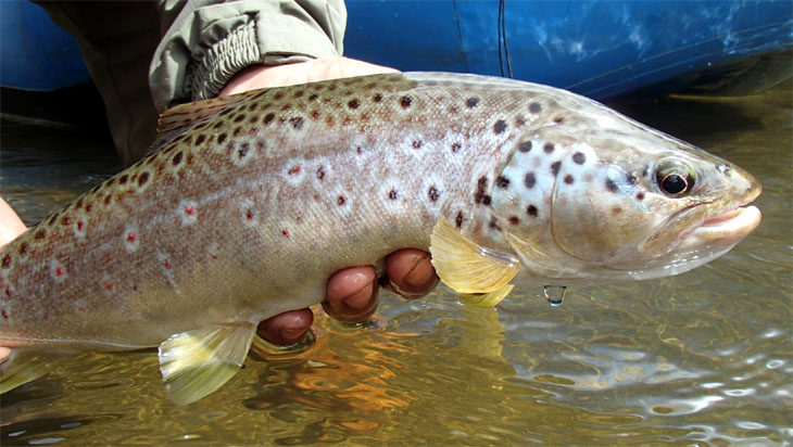 Pescando Despus de una Ratonada en Chilo