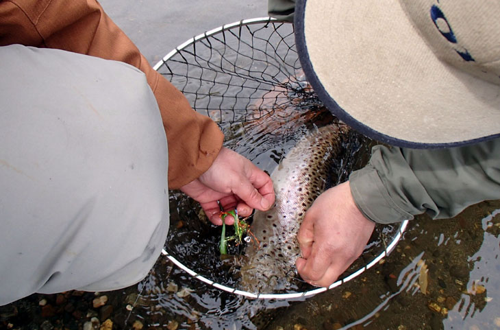 Pescando Despus de una Ratonada en Chilo