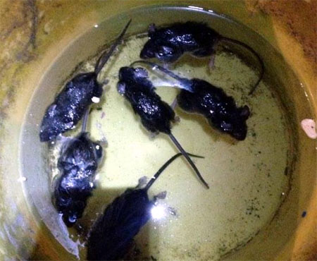 Pescando Después de una Ratonada en Chiloé