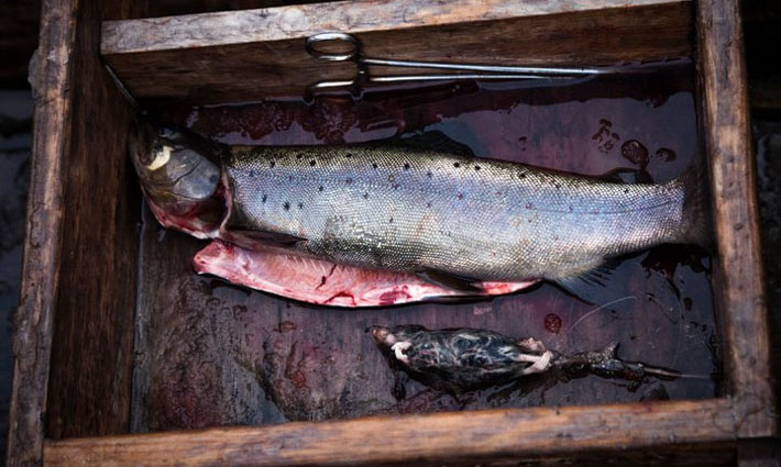 Ratones y sus imitaciones para la pesca con mosca en aguas de la Patagonia