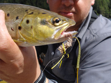 Ratones y sus imitaciones para la pesca con mosca en aguas de la Patagonia