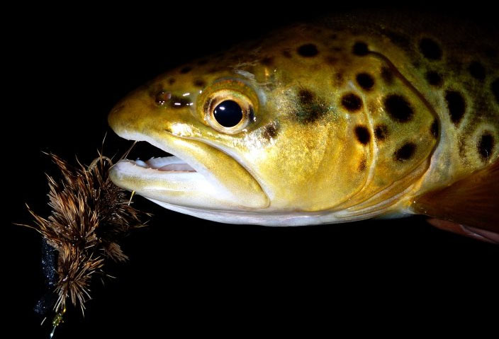 Ratones y sus imitaciones para la pesca con mosca en aguas de la Patagonia