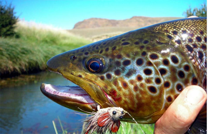 Ratones y sus imitaciones para la pesca con mosca en aguas de la Patagonia