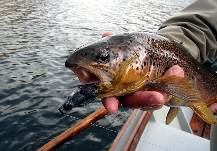 Ratones y sus imitaciones para la pesca con mosca en aguas de la Patagonia