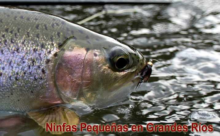 Ninfas Pequeas en Grandes Ros 