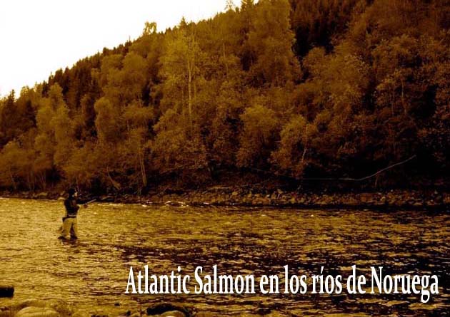 Atlantic Salmon en los ríos de Noruega