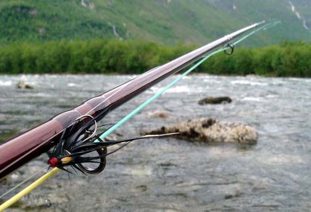 Atlantic Salmon en los ros de Noruega