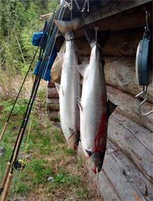Atlantic Salmon en los ríos de Noruega