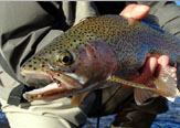 Fly Nymphing - 7 Tips para mejorar su pesca con ninfa