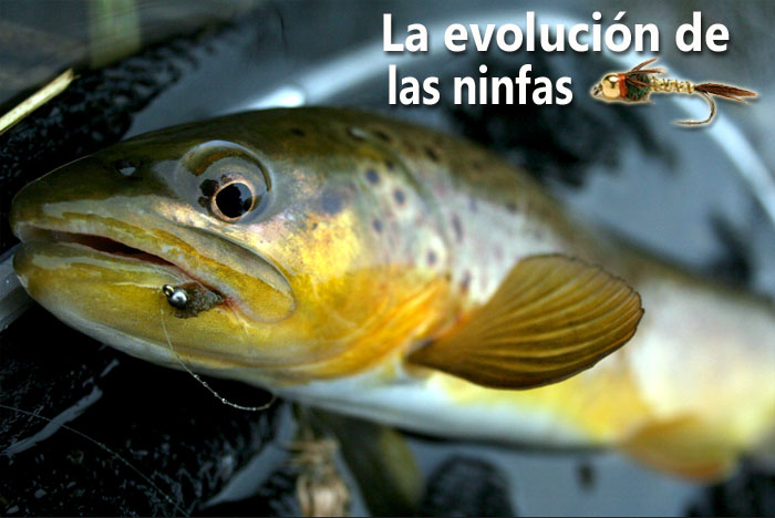 La evolucin de las ninfas