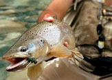 Paloma River Lodge, un paraíso para la pesca con mosca seca.