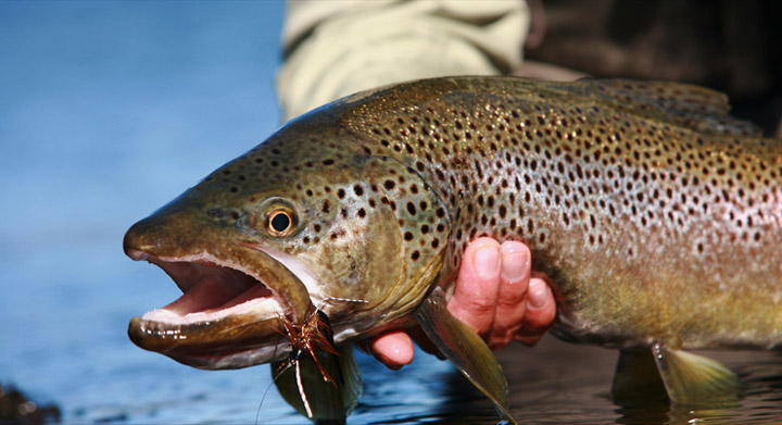 Brain OKeefs  en Yelcho en la Patagonia