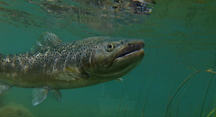 Brain OKeefs  en Yelcho en la Patagonia