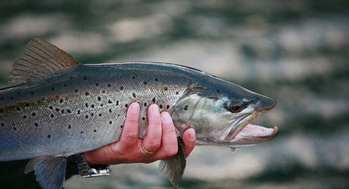 Brain OKeefs  en Yelcho en la Patagonia