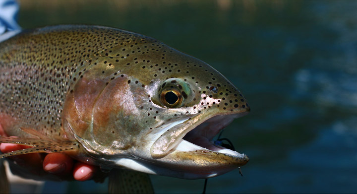 Brain OKeefs  en Yelcho en la Patagonia