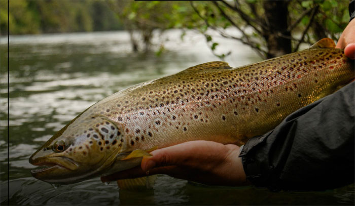 Nueva Revista de Pesca con Mosca Chilena