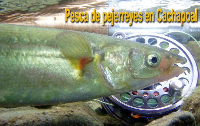 Pesca de pejerreyes en Cachapoal