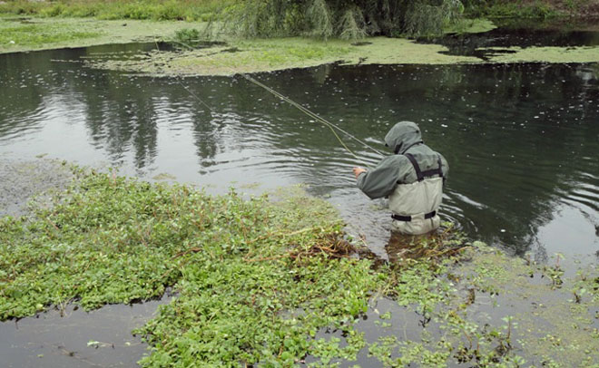 Pesca de pejerreyes en Cachapoal