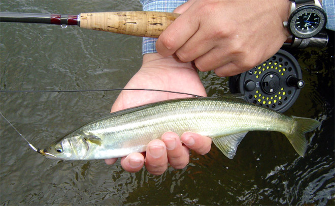 Pesca de pejerreyes en Cachapoal