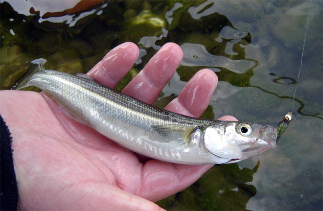 Pesca de pejerreyes en Cachapoal