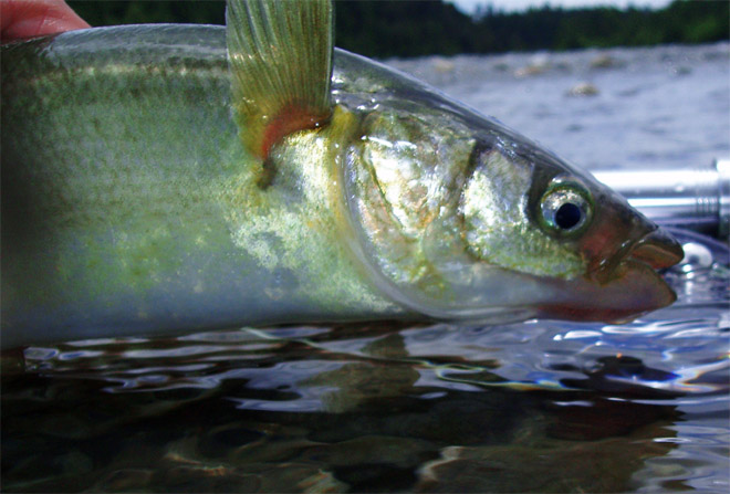 Pesca de pejerreyes en Cachapoal