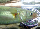 Pesca de pejerreyes en Cachapoal.