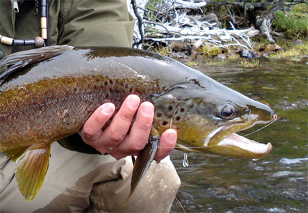 Pesca con Devolucin -  Se Adelanta Temporada de Pesca Recreativa en Aysn