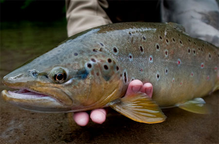Pesca con Devolucin -  Se Adelanta Temporada de Pesca Recreativa en Aysn