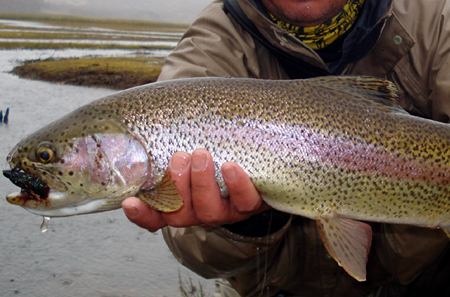 Pesca con Devolucin -  Se Adelanta Temporada de Pesca Recreativa en Aysn