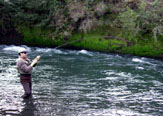 De regreso al río Llancahue - Lican Ray & Coñaripe - Chile