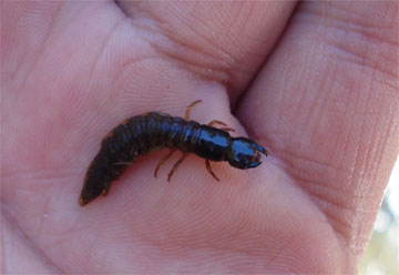 Megaloptera (alderflies y/o hellgrammites)