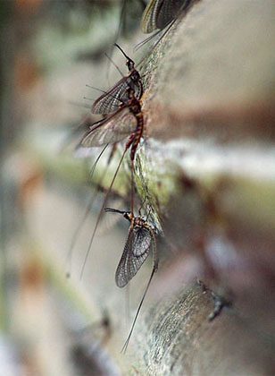 Pequeñas Mayflies o Bétidos