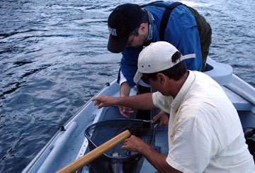 Río Petrohue, refugio de truchas y salmones migratorios
