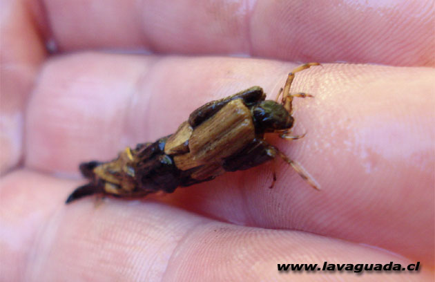 Tricóptera Glossomátida del río San Pedro