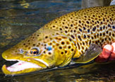 Ríos Patagónicos y la Pesca en Coyhaique.