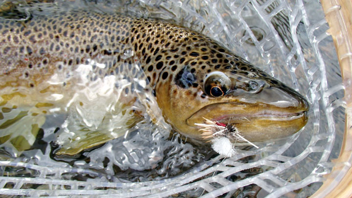 12 Tips de Importancia para la Pesca con Mosca Seca - Rios Patagonicos