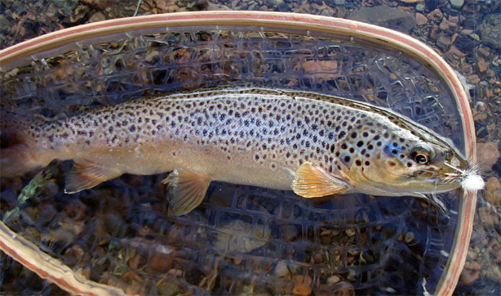 12 Tips de Importancia para la Pesca con Mosca Seca - Rios Patagonicos