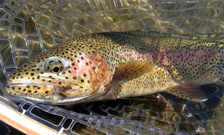 12 Tips de Importancia para la Pesca con Mosca Seca - Rios Patagonicos