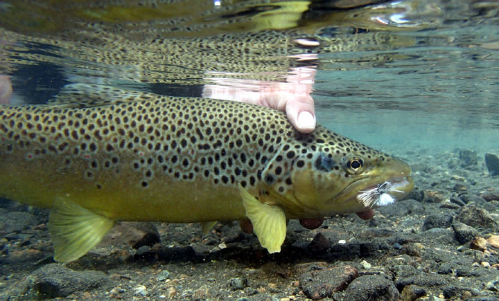 12 Tips de Importancia para la Pesca con Mosca Seca - Rios Patagonicos